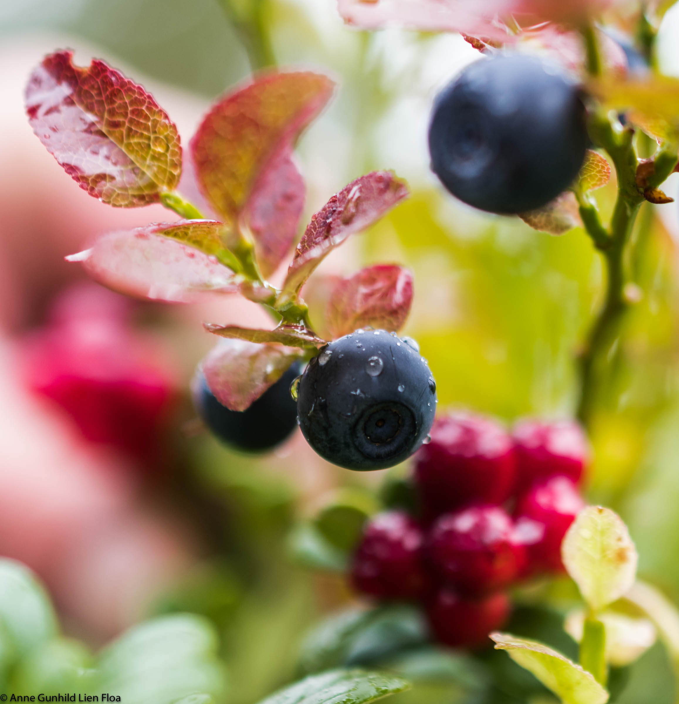 Blåbær og tyttebær