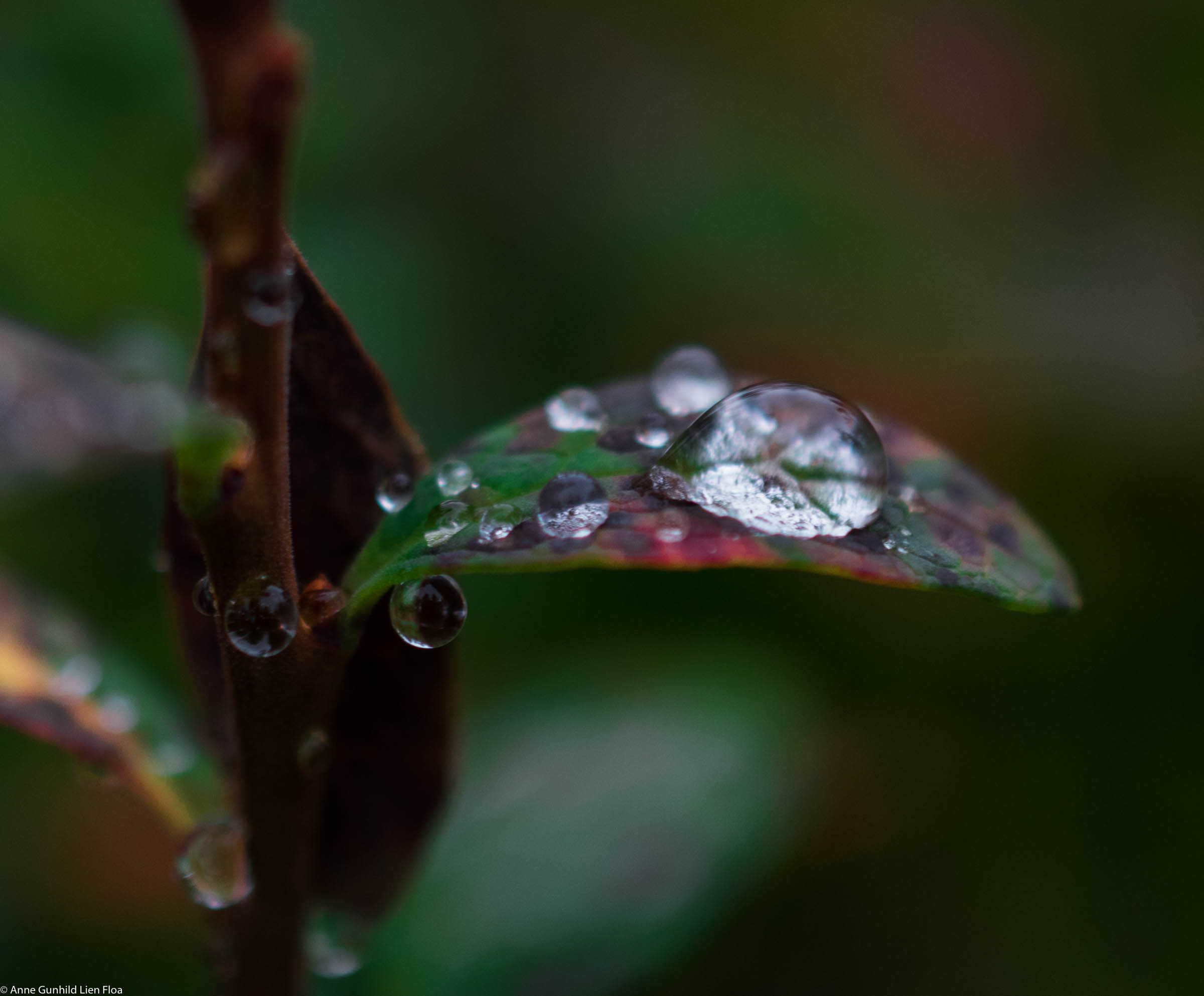 Dråper på blad